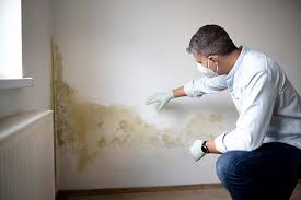 Mold Odor Removal Services in Canal Fulton, OH